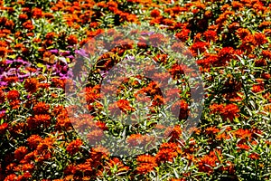 An Ocean of Beautiful Orange Flowers.