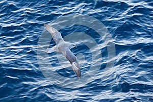 Ocean bird. Bird with blue ocean. Northern Fulmar, Fulmarus glacialis, white bird, blue water, dark blue ice in the background, an