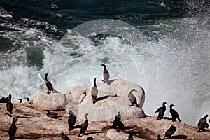 OCean birds resting on the rock - cormorands and pelicans against pacific ocean waves