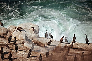OCean birds resting on the rock - cormorands and pelicans against pacific ocean waves