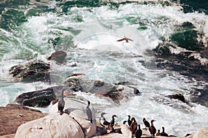 OCean birds resting on the rock - cormorands and pelicans against pacific ocean waves