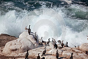 OCean birds resting on the rock - cormorands and pelicans against pacific ocean waves