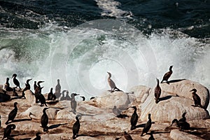 OCean birds resting on the rock - cormorands and pelicans against pacific ocean waves