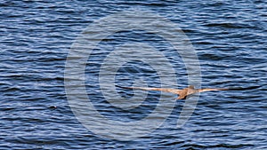 Seabird flying in the sea from Guanabara Bay, Rio de Janeiro, Brazil photo