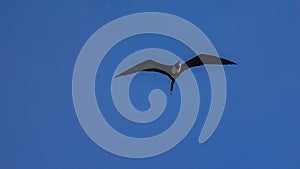 Seabird flying in the sea from Guanabara Bay, Rio de Janeiro, Brazil photo