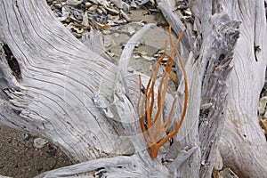 Ocean bleached Live Oak Stumps with Sea Plant