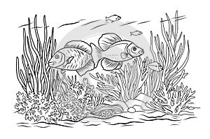 Ocean bottom coloring page with fish and algae. Sea life coloring book