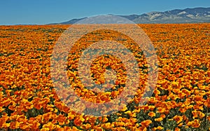 Ocean of California poppies