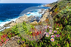 Ocean coast with green and red vegetation