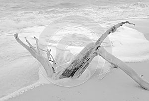 Ocean coast with a sandy deserted beach.Black and white version