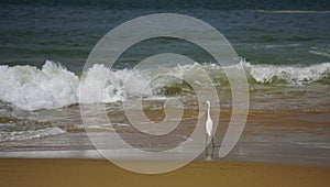 Ocean coast with waves and rocks