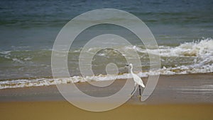 Ocean coast with waves and rocks