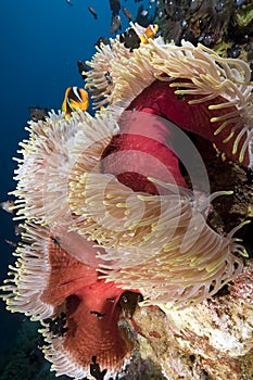Ocean, coral and anemone