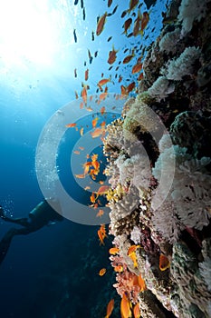 Ocean,coral and a diver