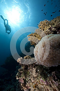 Ocean,coral and a diver