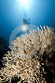 Ocean, coral and a diver