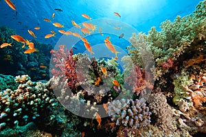 Ocean, coral and fish