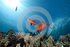 Ocean and crescent-tail bigeye