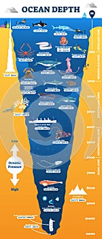 Ocean depth underwater wildlife infographic, vector illustration educational oceanography diagram