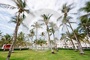 Ocean Drive Miami Beach FL 2024 Lummus park swaying palms photo