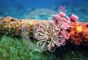 Ocean feather duster worm