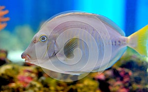 Ocean fish photo