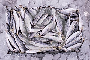 Ocean Fish Fresh Frozen Raw Material