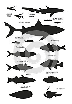 Ocean fish with names. Vector black silhouette image