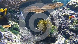 Ocean Fish Swimming around a Coral Reef