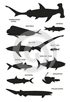 Ocean fish with text names. Vector black silhouette image.