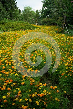 The ocean of flowers