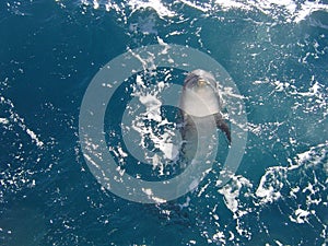 Ocean free Dolphin