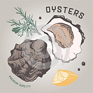 Ocean fresh oysters vector single shell