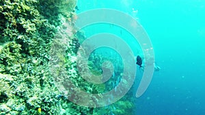 The ocean is full of breathtaking views. 4k video footage of a man scuba diving in the deep blue ocean.