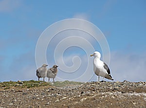 Ocean gull