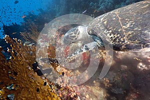 Ocean and hawksbill turtle