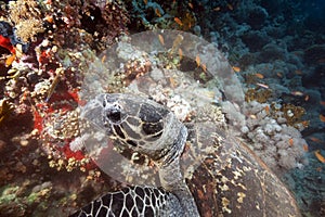 Ocean and hawksbill turtle