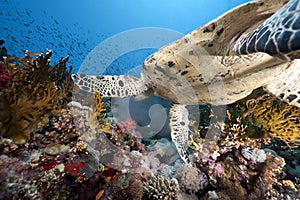 Ocean and hawksbill turtle