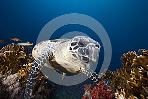 Ocean and hawksbill turtle