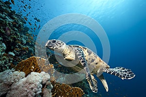 Ocean and hawksbill turtle