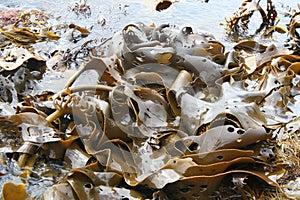 Ocean Kelp