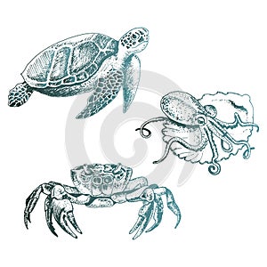 Ocean Life and Marine Creatures with Loggerhead Turtle and Octopus Vector Set