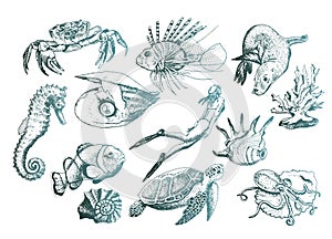 Ocean Life and Marine Creatures with Loggerhead Turtle and Shell Vector Set