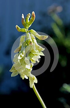 Ocean Locoweed, Astragalus trichopodus