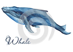 Ocean mammals watercolor.