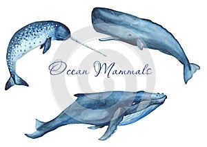 Ocean mammals watercolor. photo