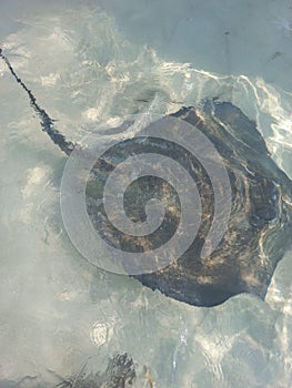 Ocean oceanlife saltlife stingray shallows