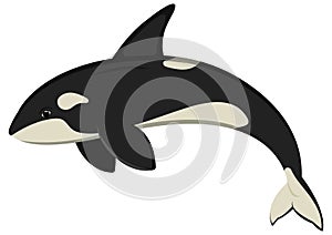 Ocean orca cartoon character. Vector illustration of killer whale isolated on white background