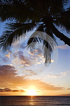 Ocean palm in Maui at sunset.