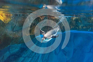 Ocean park Penguin dives under water swimming bright